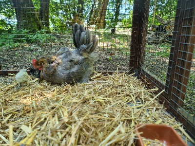Huhn