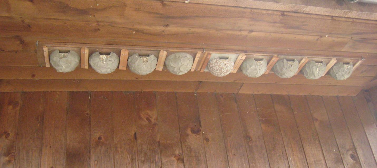 Schwalben