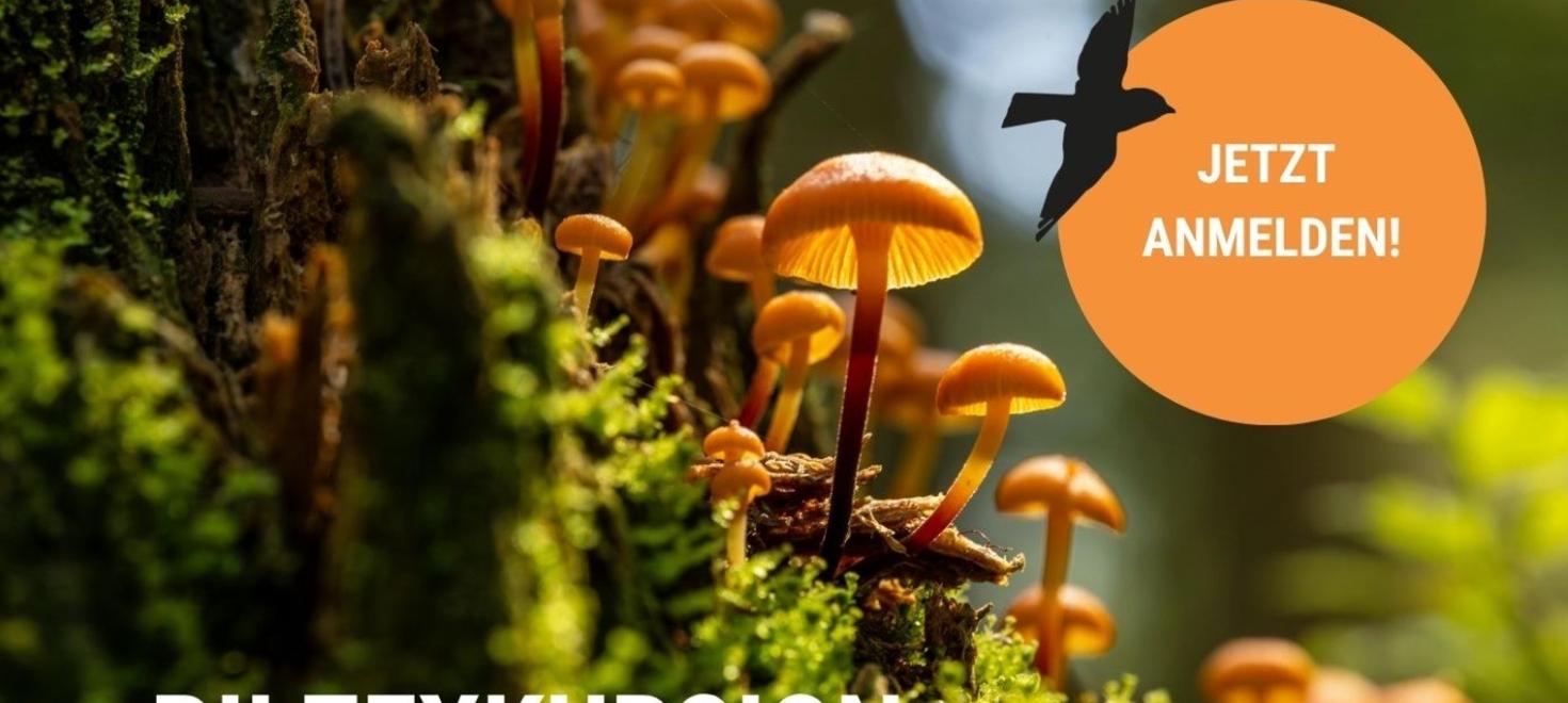 Pilz