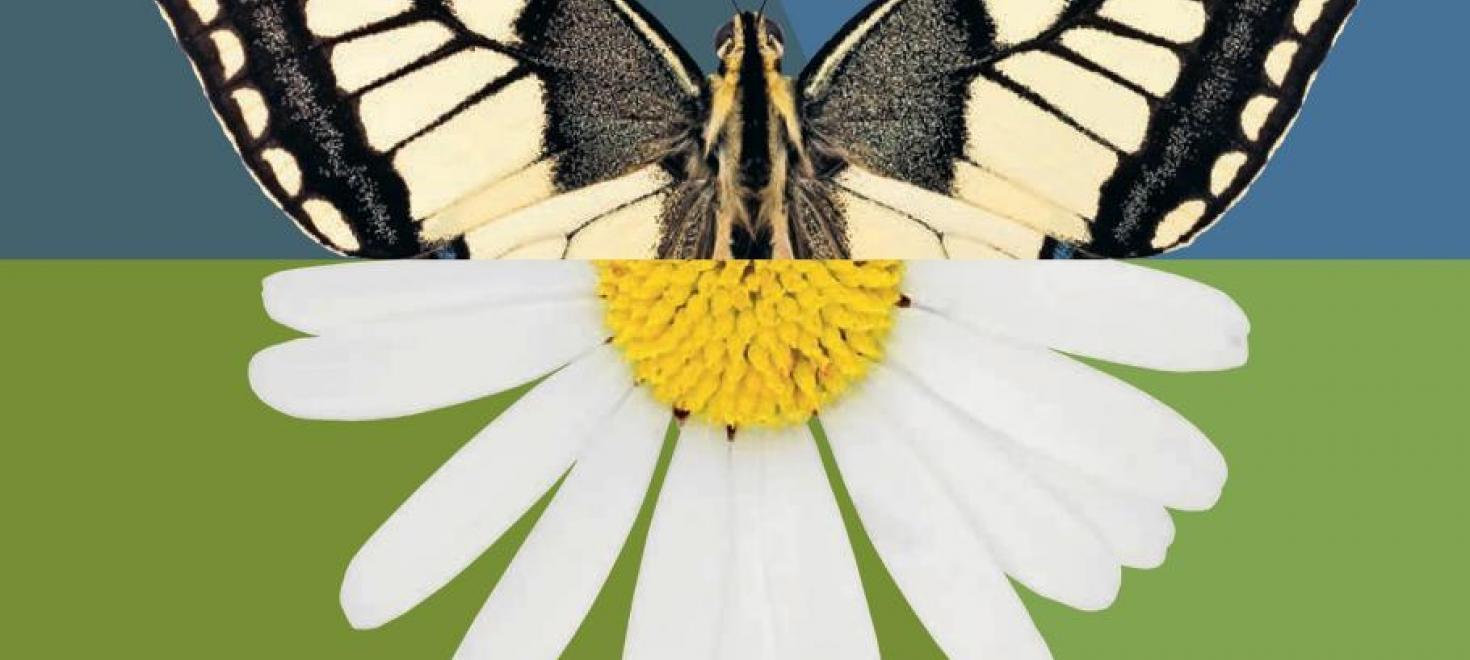 Schmetterling